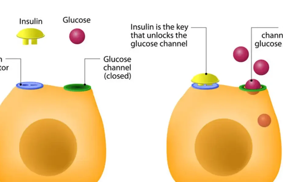ما هو مرض السكري